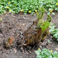 Brazilian Giant-rhubarb